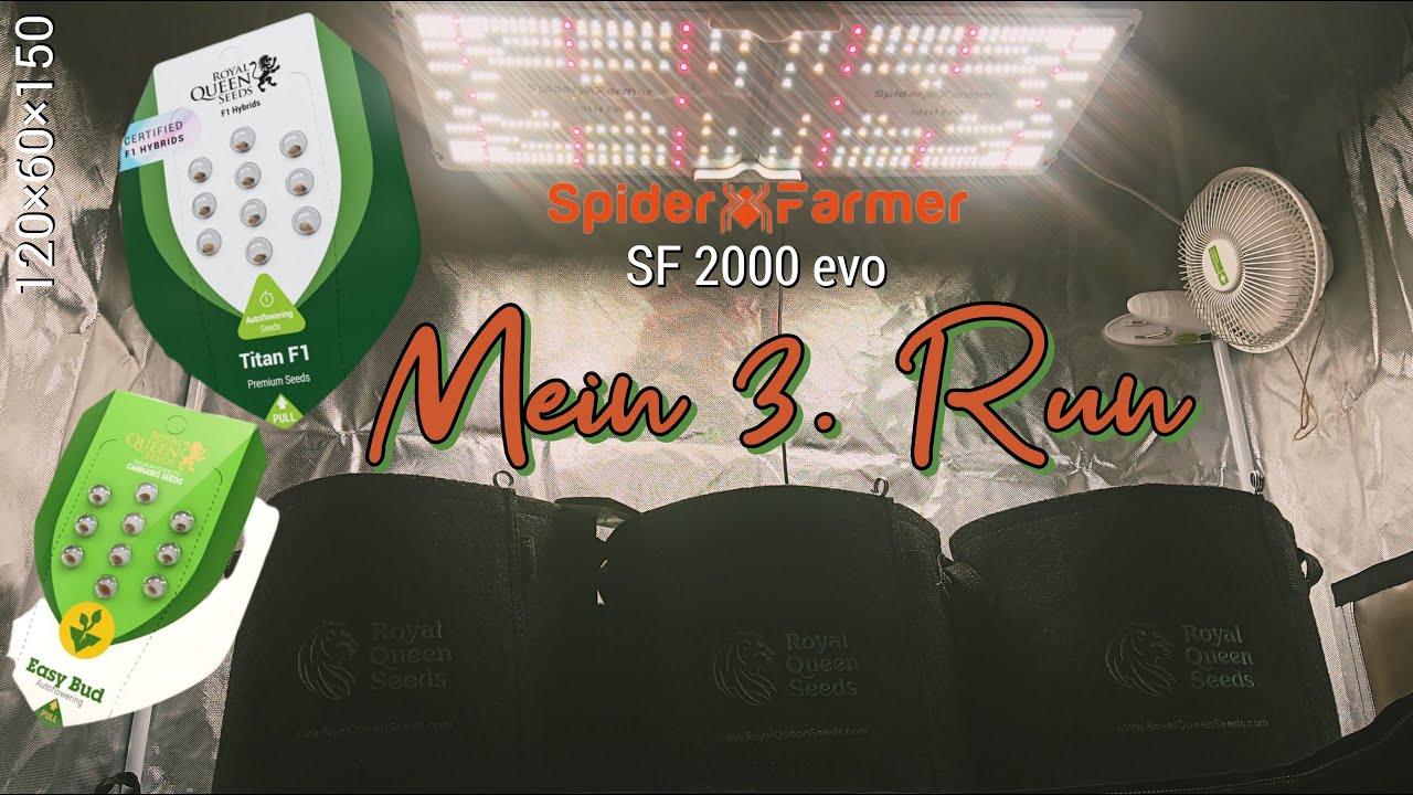 Spider Farmer SF2000 evo Royal Queen seeds F1 Hybrid Titan Easy Buds Auto Run nr.3 startet endlich.
