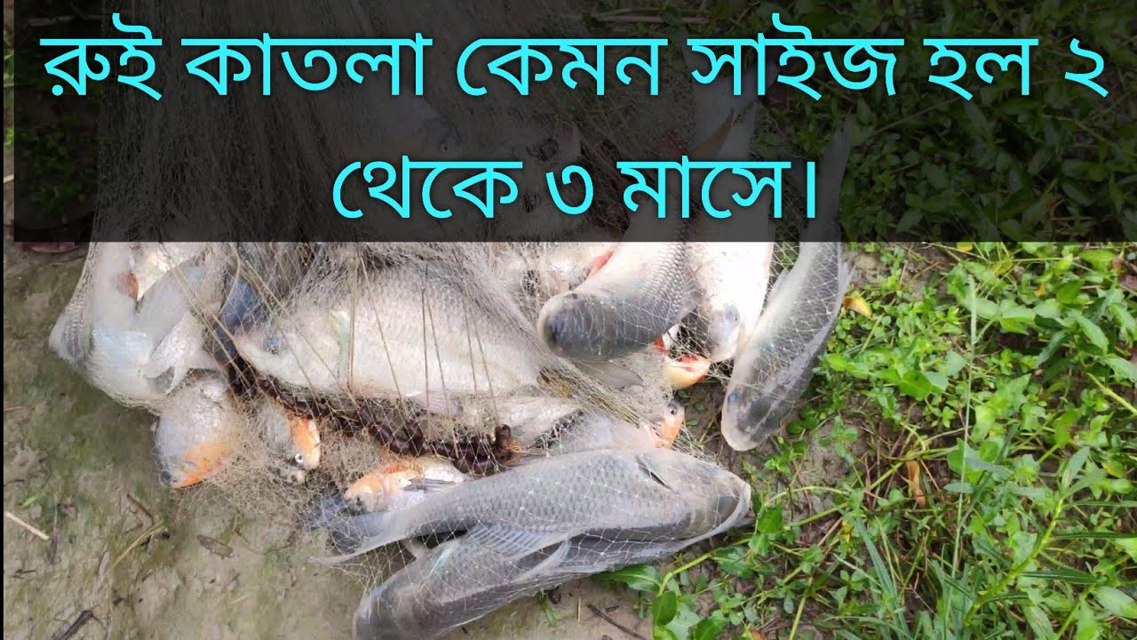 রুই -কাতলা মাছ ২ থেকে ৩ মাসে কেমন সাইজ হল।