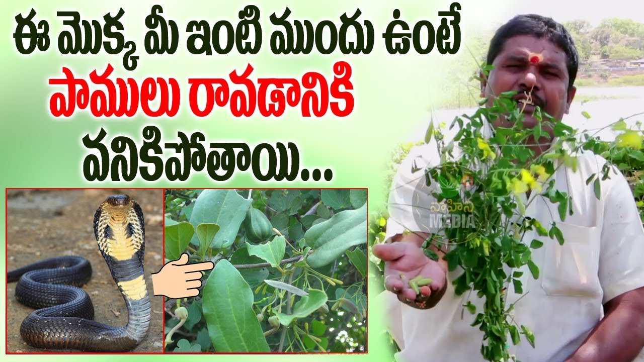 ఈ మొక్క మీ ఇంటి ముందు ఉంటే పాములు రావడానికి వణికిపోతాయి || Aristolochia indica plant uses