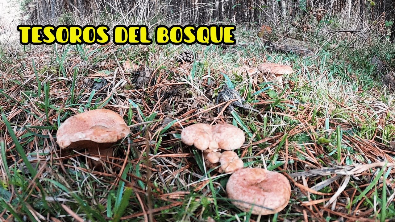 ¡ASÍ da gusto salir al monte! NÍSCALOS y MACROLEPIOTAS a montones 🤩🍂