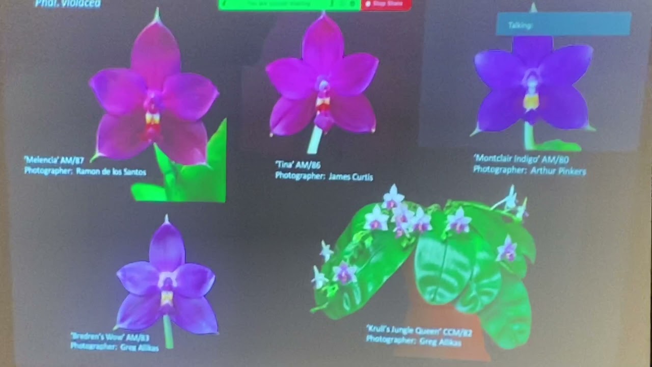 NWOS Meeting Guest speech12-2021: David Edgley “Novelty Phalaenopsis”