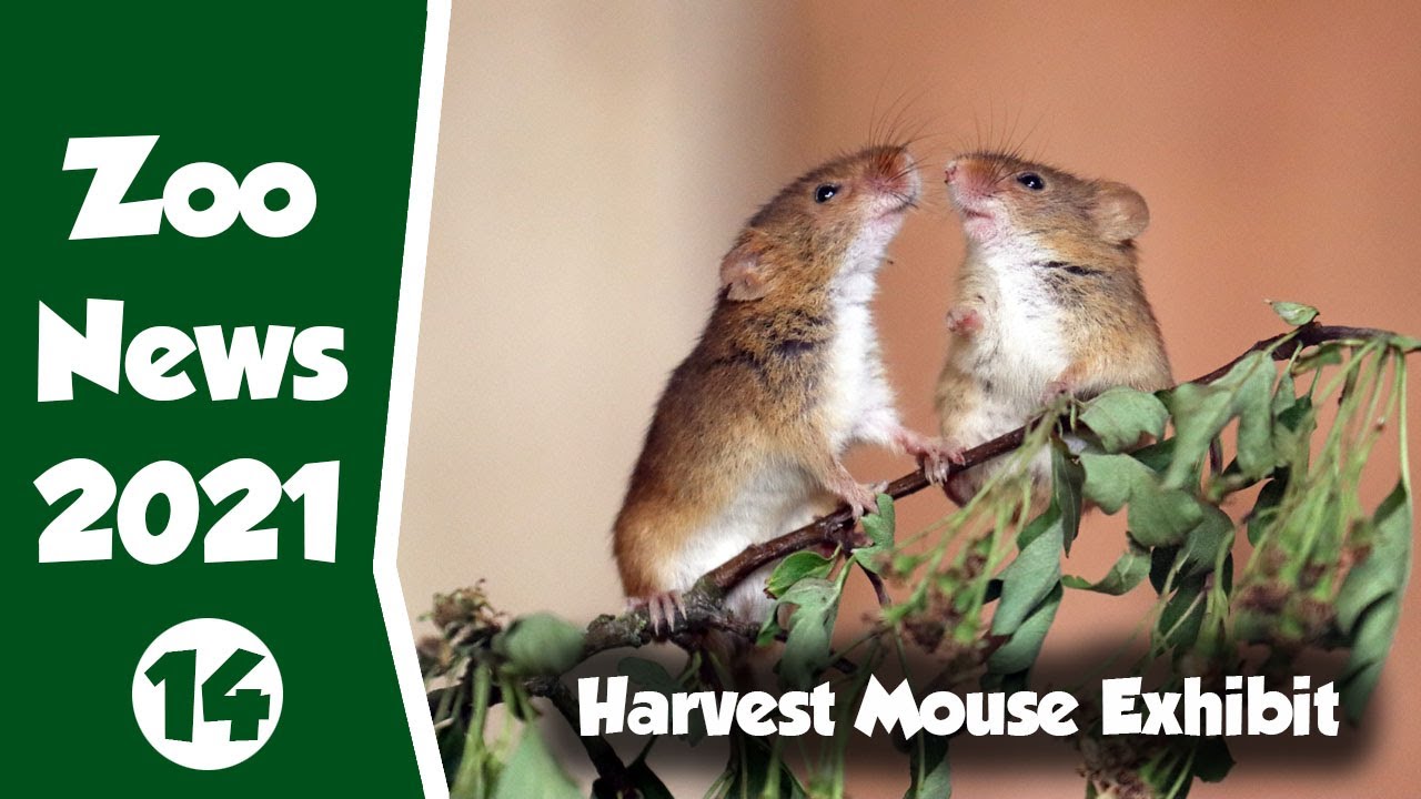 Zoo News Update - New Harvest Mouse Exhibit decorating and Mice Move in!