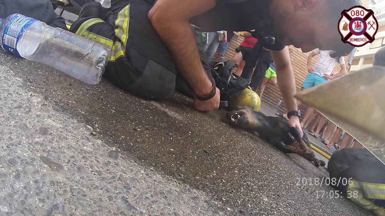 RESCATE DE PERRO EN INCENDIO. BOMBEROS CÓRDOBA