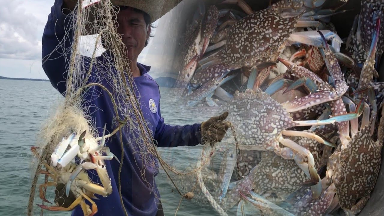 Mari Kita Tengok Hasil Pukat Ketam yang Sudah 7 hari Dtinggalkan di Laut