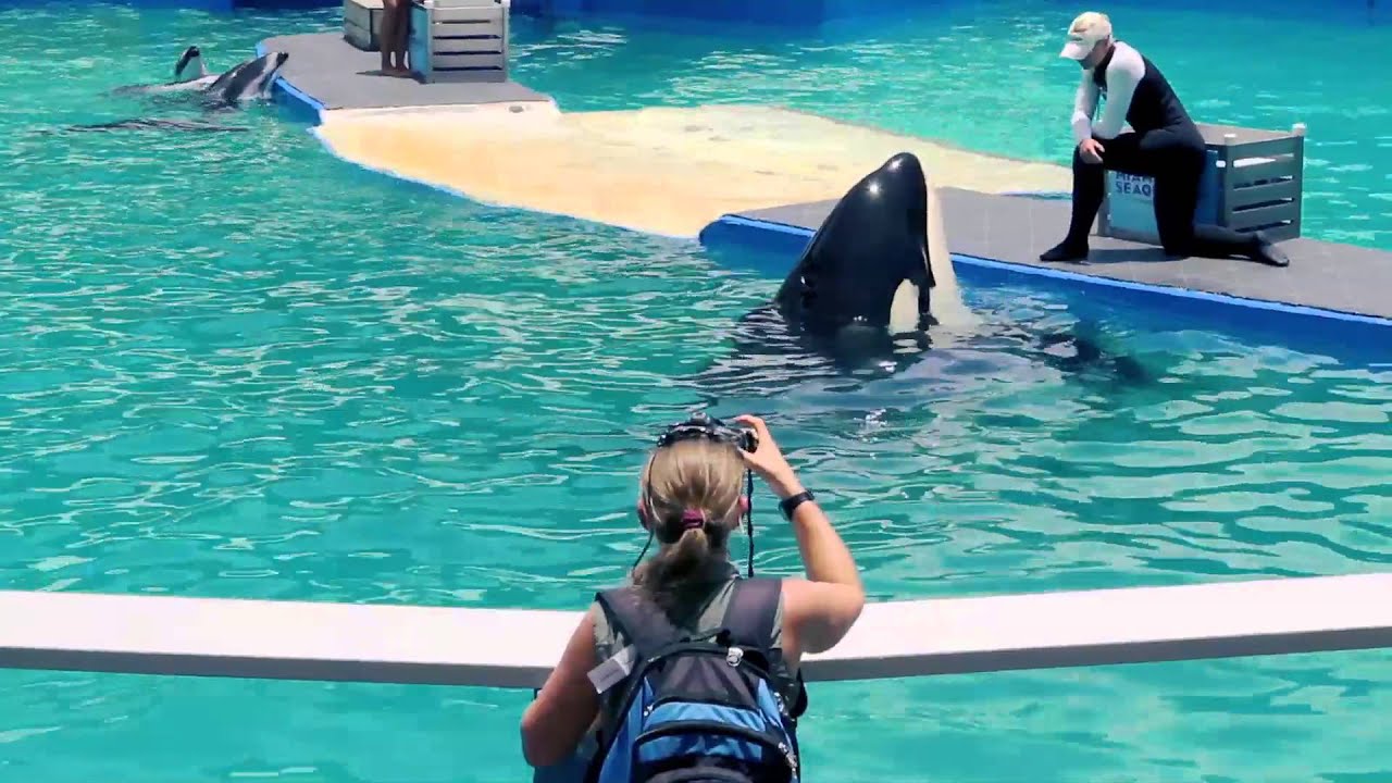 Dr Visser speaks about Lolita the orca