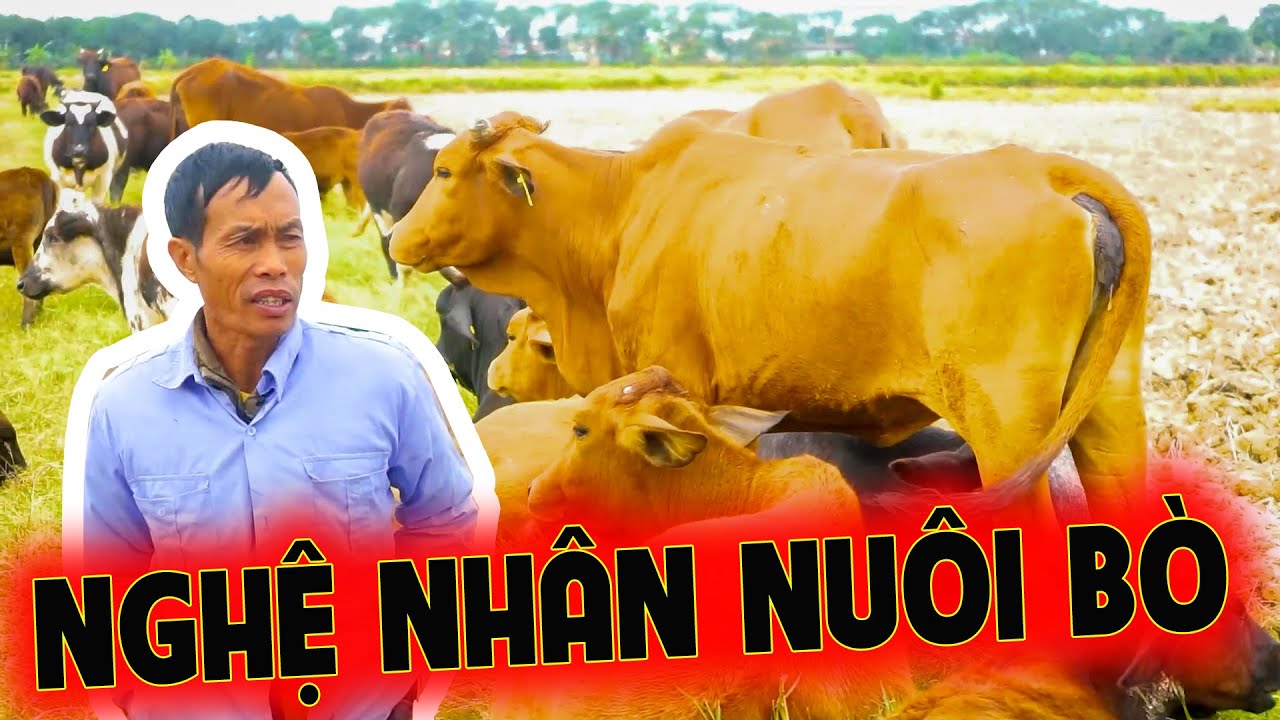 TỔNG HỢP MÔ HÌNH NUÔI BÒ ĐÁNG XEM NHẤT MIỀN BẮC CỦA ÔNG LƯU NHƯ THỨC TẠI HẢI DƯƠNG