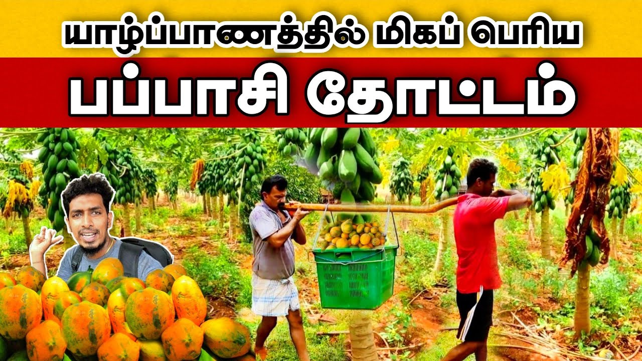 யாழ்ப்பாணத்தில் மிகப் பெரிய பப்பாசி பழ தோட்டம் 😍❤️  The largest papaya orchard in Jaffna ♥️