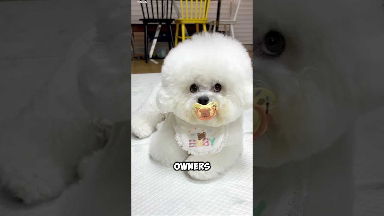 Bichon Frise Playful, Loving, and Perfect Companions! #BichonFrise #PlayfulPups #CloudDog #animals
