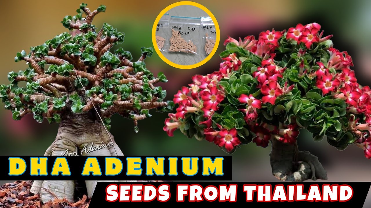 DHA Seeds from Thailand / Dorset Horn Adenium How to import seeds