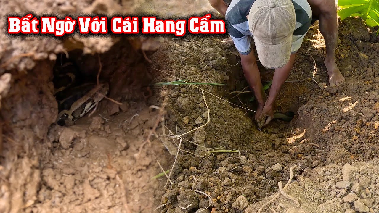 Bất Ngờ Con RẮN Hổ Mang Nằm Dưới Hang C.ấm Rất Lớn # CSBR # 395