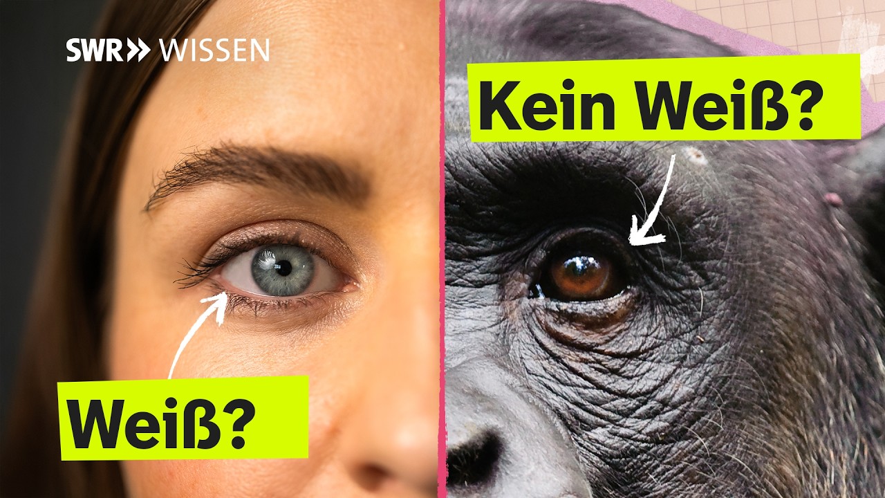 Warum haben wir Menschen so viel Weiß im Auge? | SWR Wissen