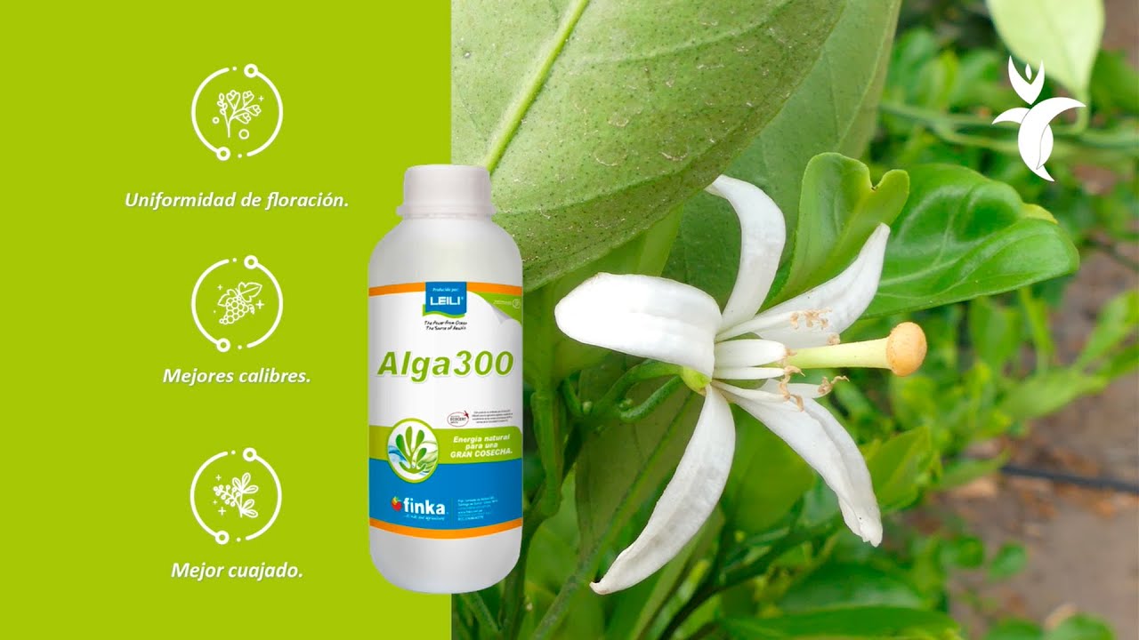 ALGA300 en cultivos de cítricos