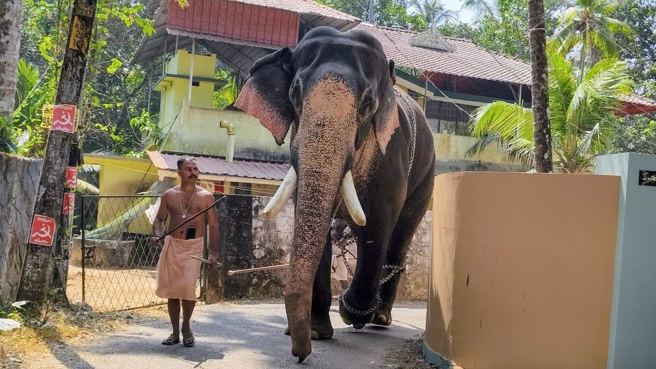 ചൈത്രം അച്ചുവിൻ്റെ നീരാട്ട് 🥰 കോന്നി ചൈത്രം അച്ചു 😍🔥 Vazhavil Makarappath maholsavam Chaithram Achu