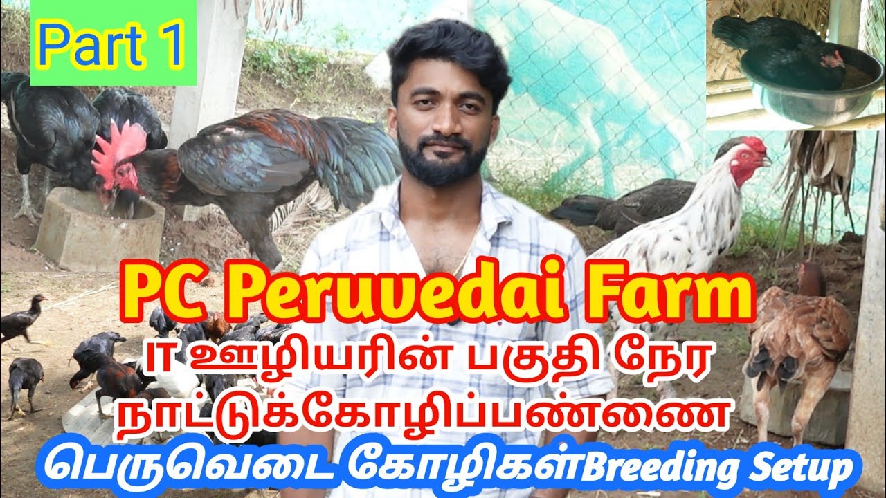 பெருவெடை கோழிகள் || Breeding Setup PC Peruvedai Farm Salem || Part 1 @vppetsandvlog 