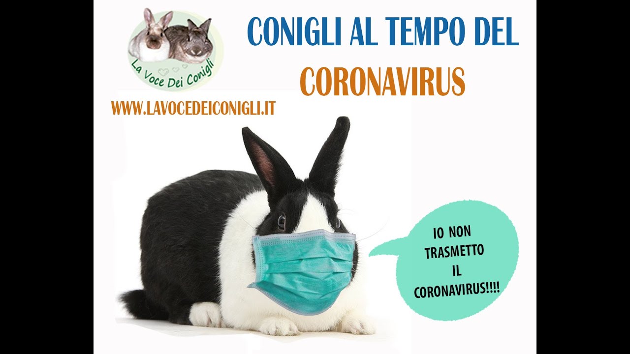 Conigli e coronavirus..cosa fare!
