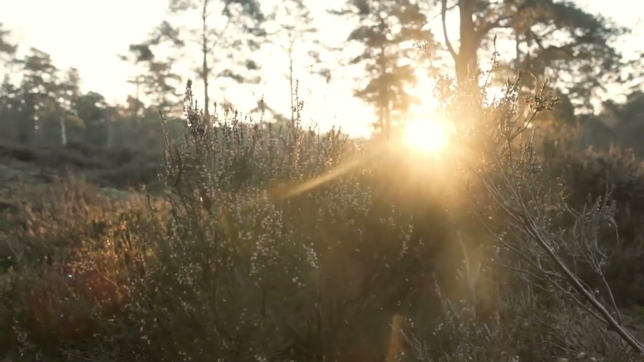 outback dawn In australia