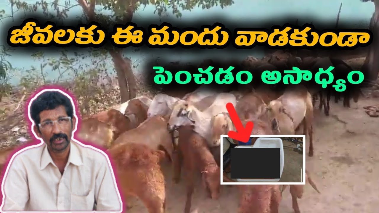 This is very important syrup in animals#ayushmantrafarming #asmr #animals #tonic #jaijawanjaikisan 