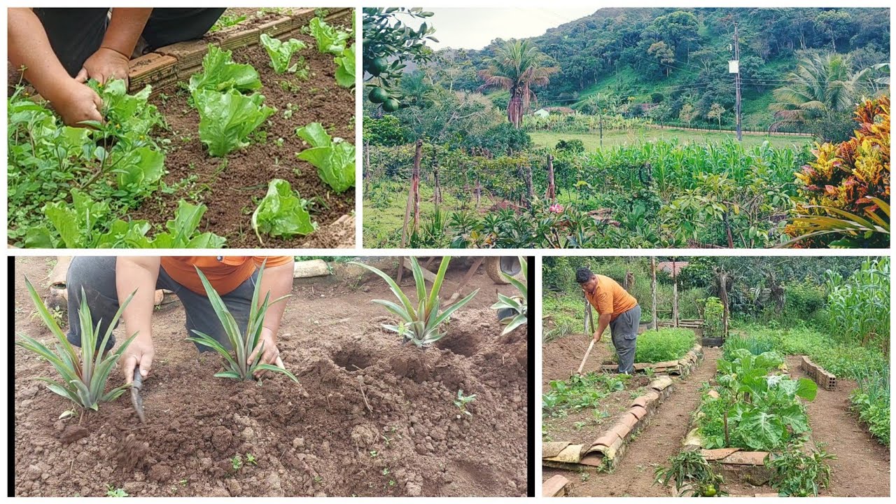 LIMPEZA DA HORTA +PLANTANDO MUDAS DE ABACAXI 🍍 