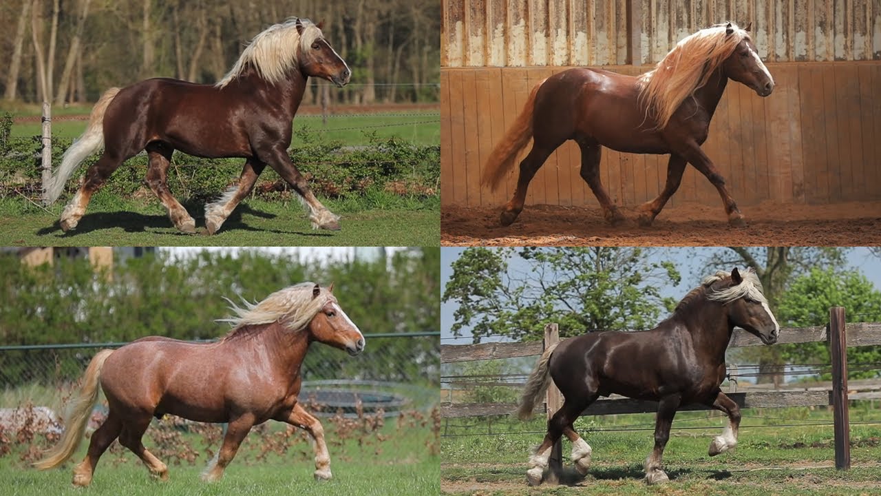 The Schwarzwälder Fuchs; Approved breeding stallions in the Netherlands