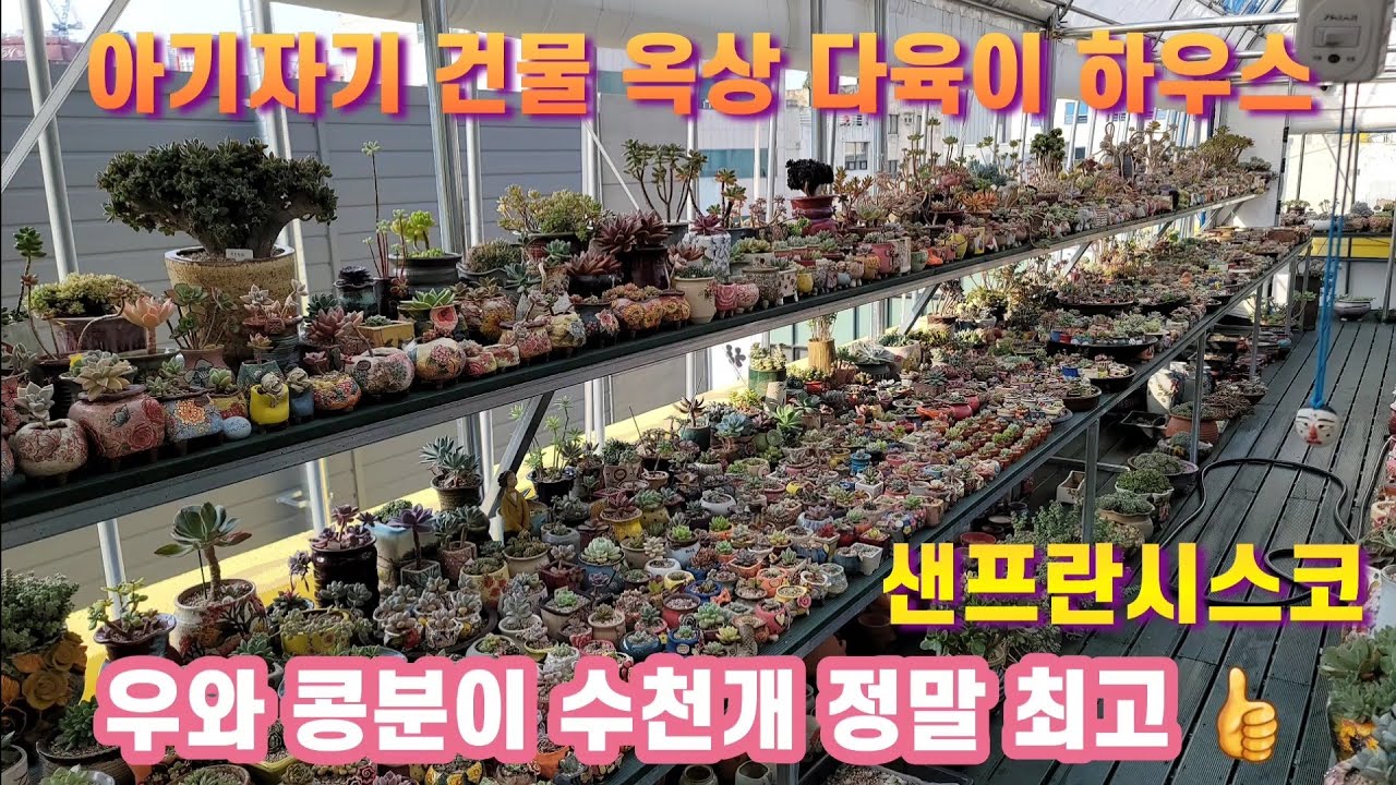 #샌프란시스코 옥상 다육이 하우스 #이렇게 작은 다육이는 어디서 구매 하시는건지? #초미니 화분들이 수천개