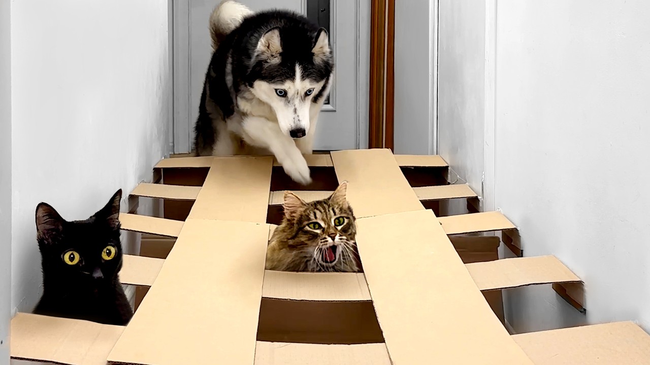 Собаки и кошки проходят через лабиринт! Мой кот не хотел покидать этот!