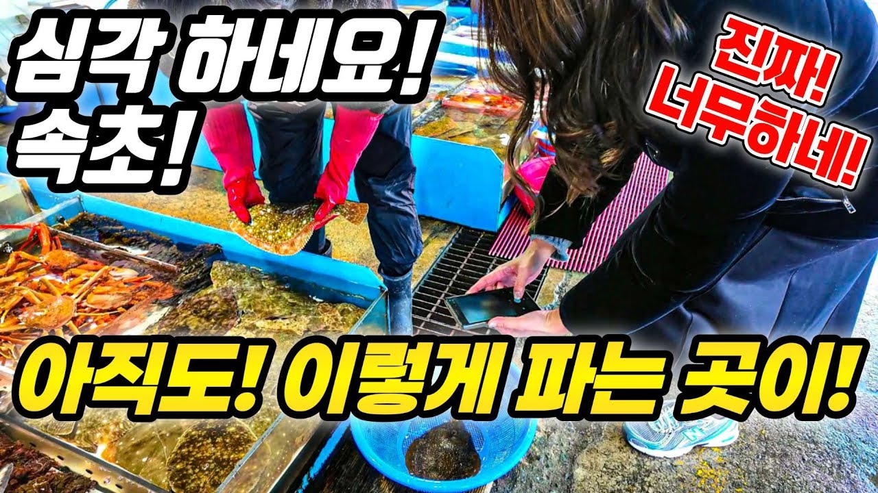 속초! 아무도 없다! 속초! 횟값! 엄청 나네요! 도대체! 왜? 이유가 있네! #강원도 #속초  #fishing #수산시장 #쇼핑 #폭락 #중국산 #국내산 #세일 #포구 #항구
