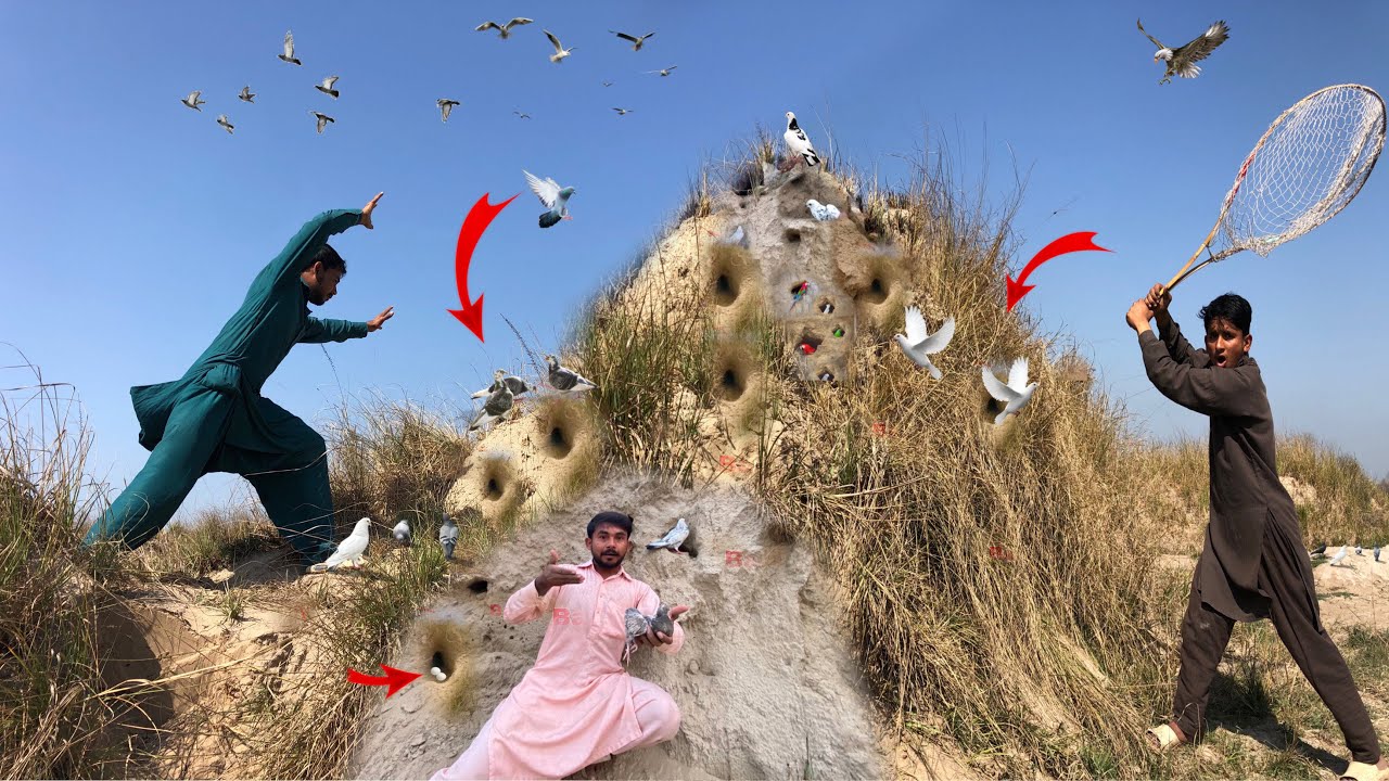 Desert Sa Itne Sare Pigeons trap kar lie😱|| itne sare Pigeons Mil gay😍