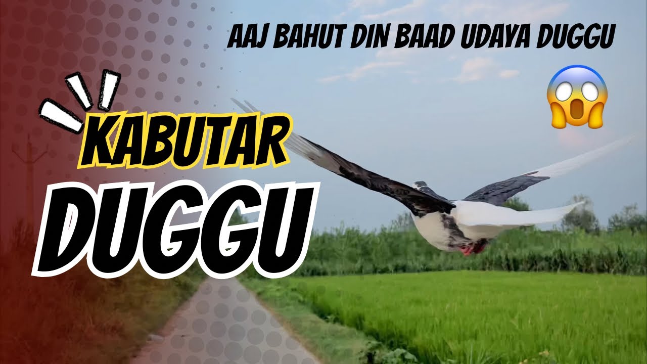 आज बहुत दिनों बाद उड़ाया अपना डुग्गू । बहुत मजा आया डुग्गू को उड़ाकर #pigeon #trending #video 