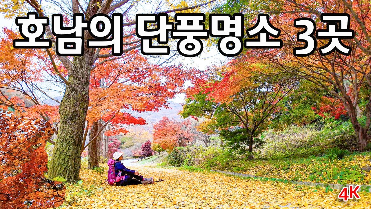 호남의 3대 단풍성지 내장사# 백암사# 선운사# 최고의 단풍길을 걸었어요 ~~/내장산 단풍생태공원 내장산 조각공원  애기 단풍길 ...최고입니다