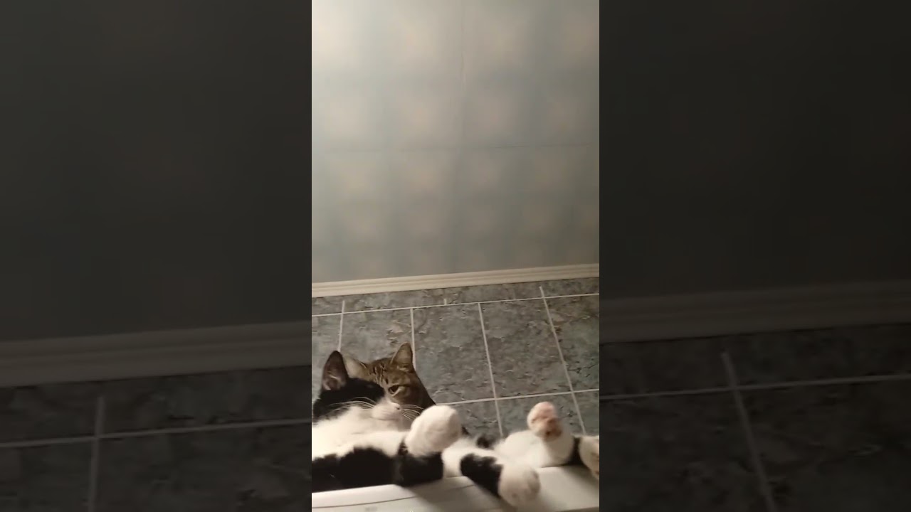 My Cat