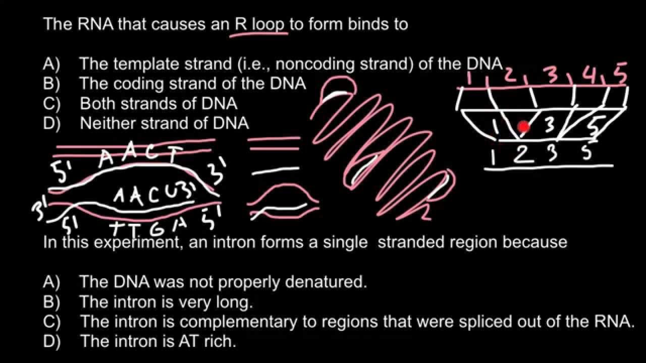 What is R-loop and what causes R-loop formation?