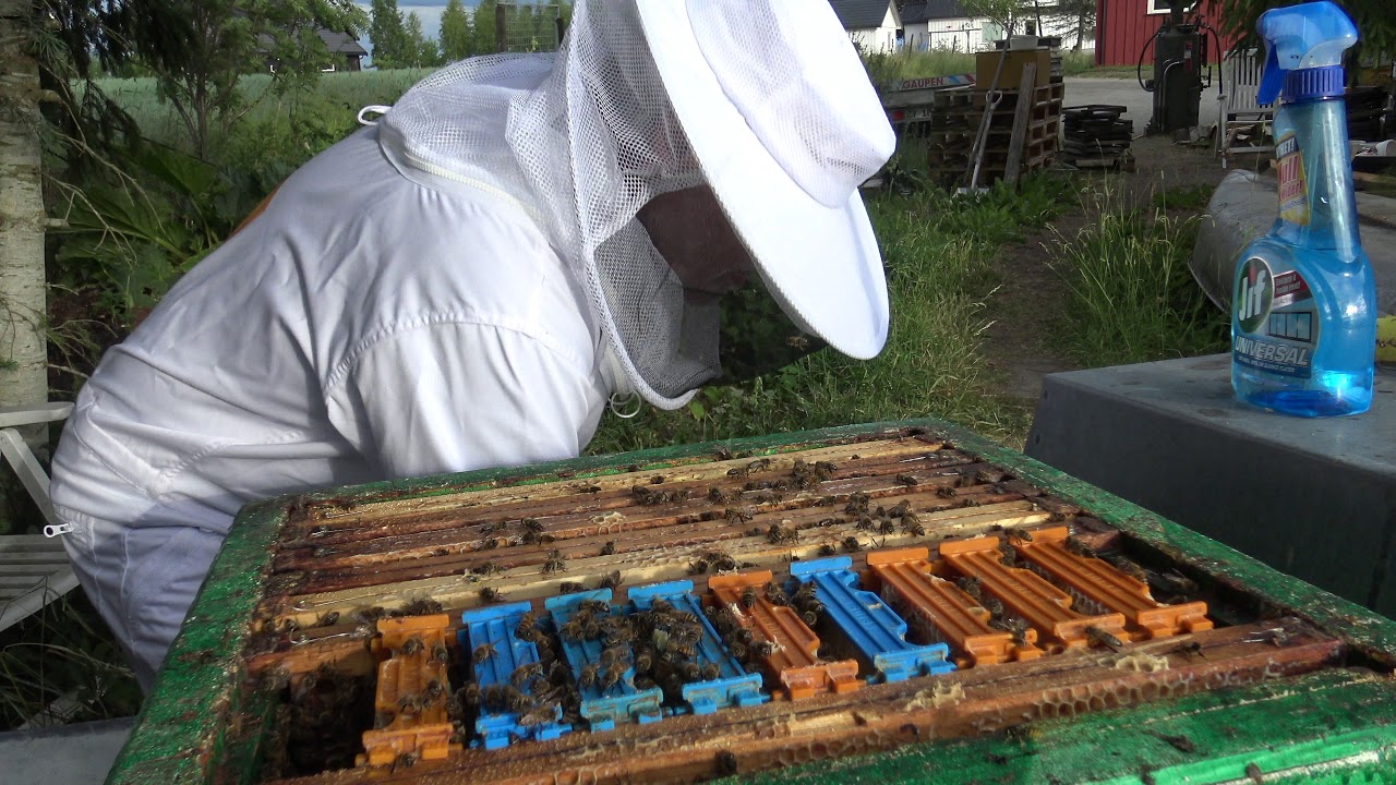 Dronningproduksjon - Fylle følgebur