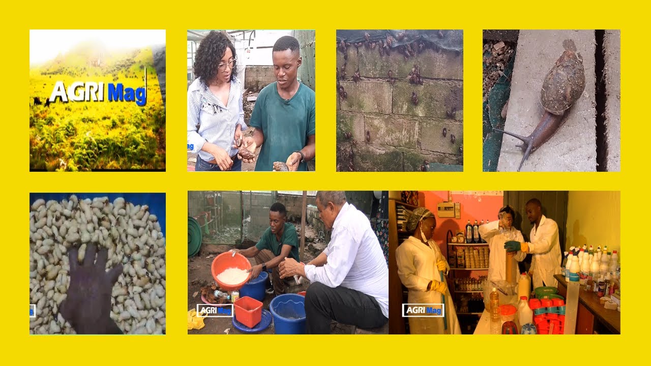 Élevage des Escargots et Hannetons; Processus de transformation et dérivés: AGRIMAG sur STV