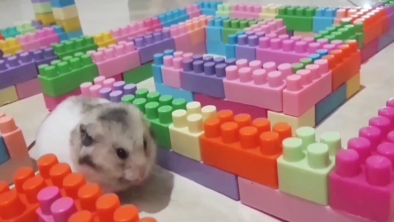 My hamster wants to escape from the maze 🐹#hamsters #pets #cute #animals #funny #funnyhamster
