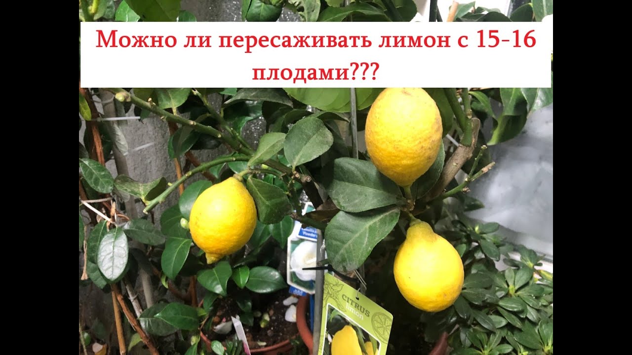 🍋❓❓Можно ли пересаживать лимон с большим количеством плодов??? Ответ на вопрос... 12.01.26❓❓🍋