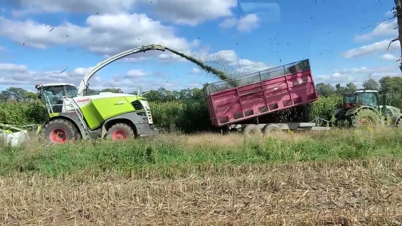 Chopping Sorghum