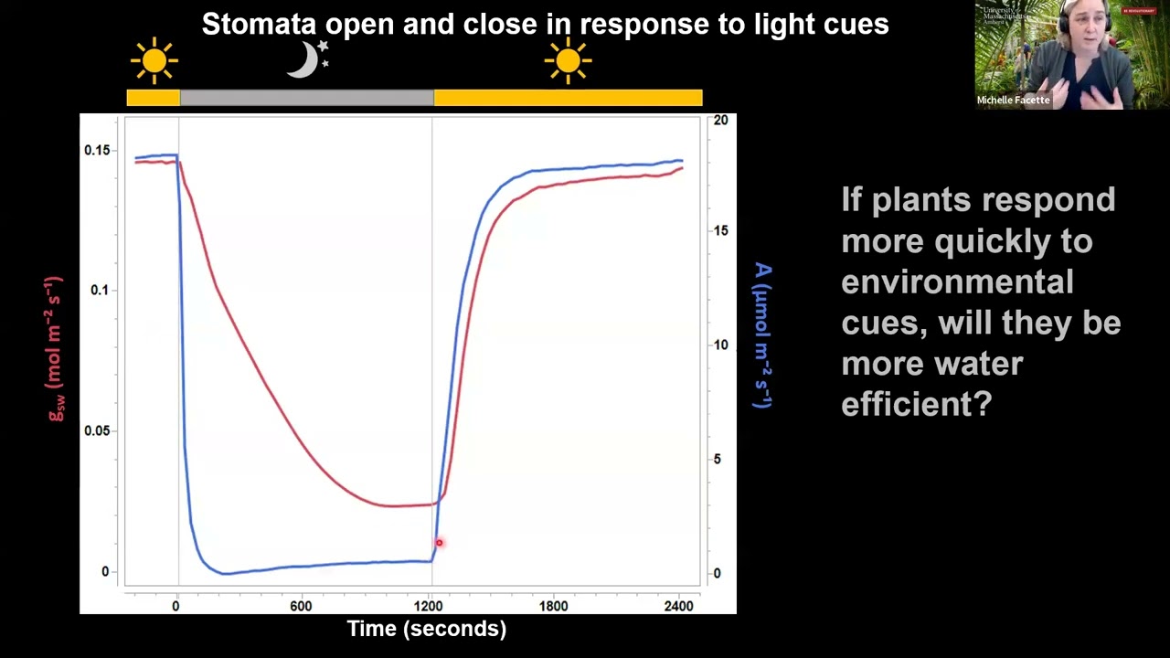 Stomatal responses across NAM founders