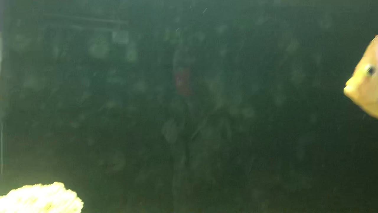 Koran angel fish