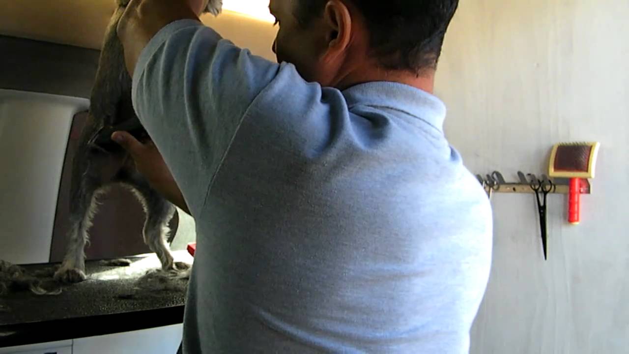 how to groom a dog : how to groom a schnauzer .by luckydogmobilepetgrooming