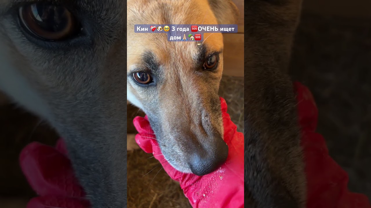 Нежный трусишка Кин💔ему жизненно необходимо стать домашним, иначе так и просидит в будке всю жизнь