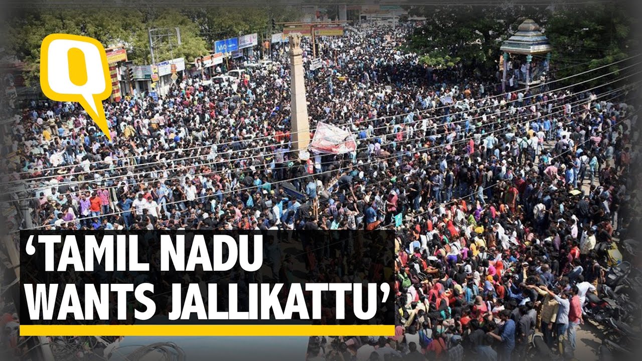 The Quint: Jallikattu Stirs Protest Across Tamil Nadu, CM to meet PM Modi