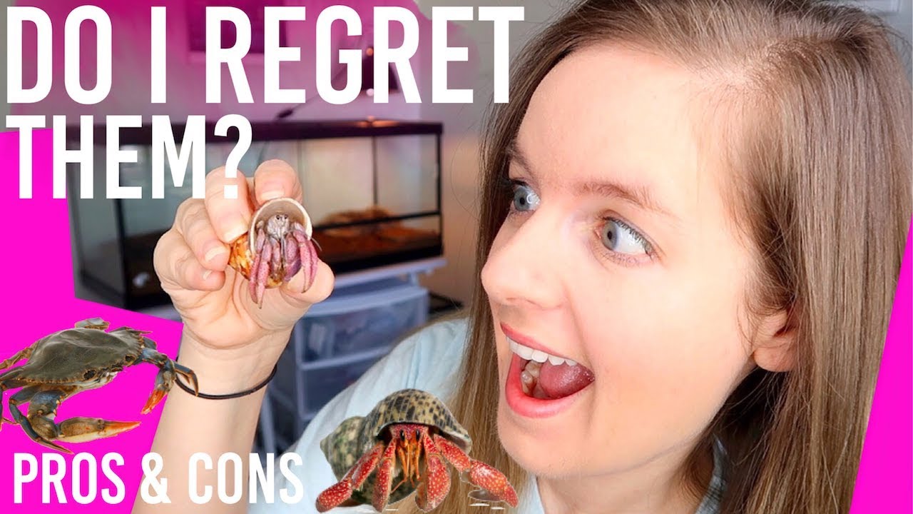 Things I Wish I Knew Before Getting HERMIT CRABS | Pros & Cons