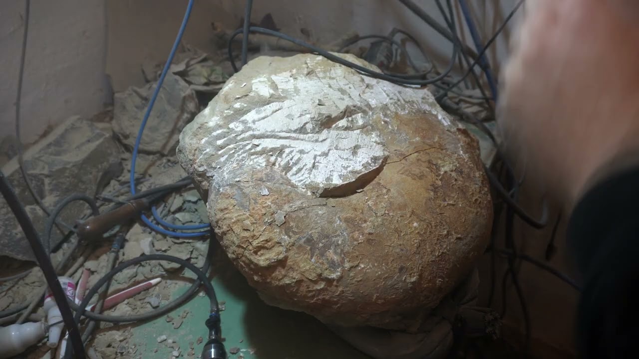 Giant ammonite from Burton Bradstock Lytoceras 3