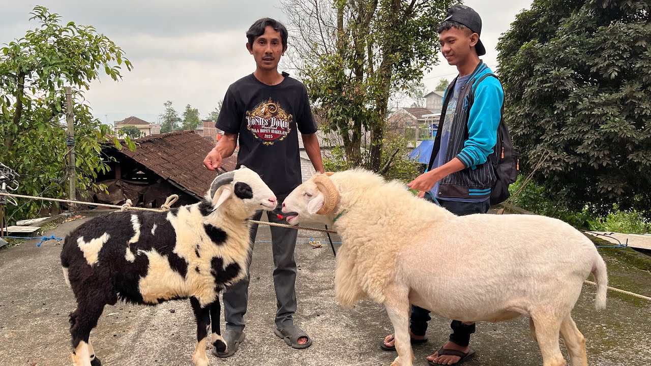 NIRWANA FARM AWAL MULA 8TAHUN YANG LALU SUDAH JUAL BELI DOMBA 🔥🔥