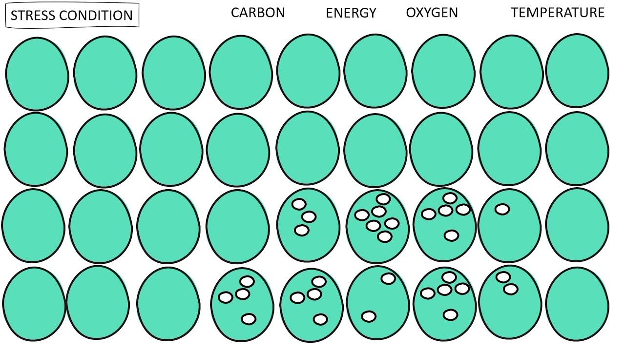 PHA Bioplastics from Bacteria