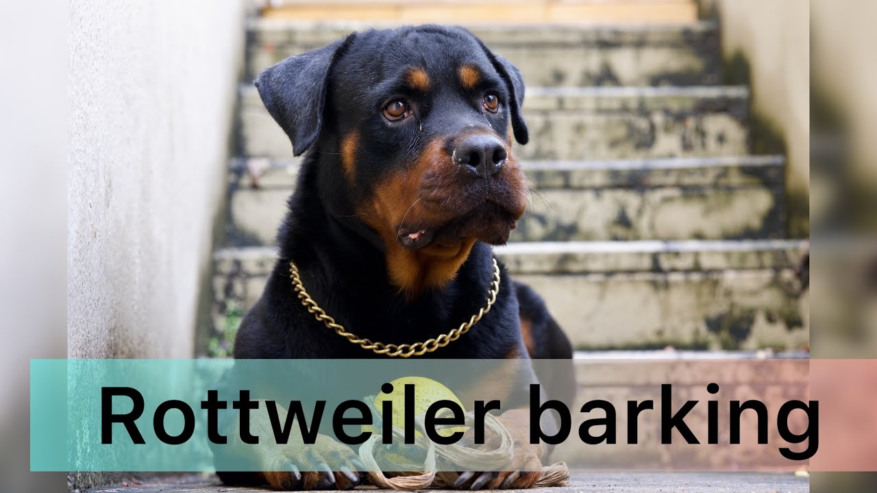 Rottweiler barking #rottweiler #guarddog #rotterdam #dog #petlover #doglover #new #puppy