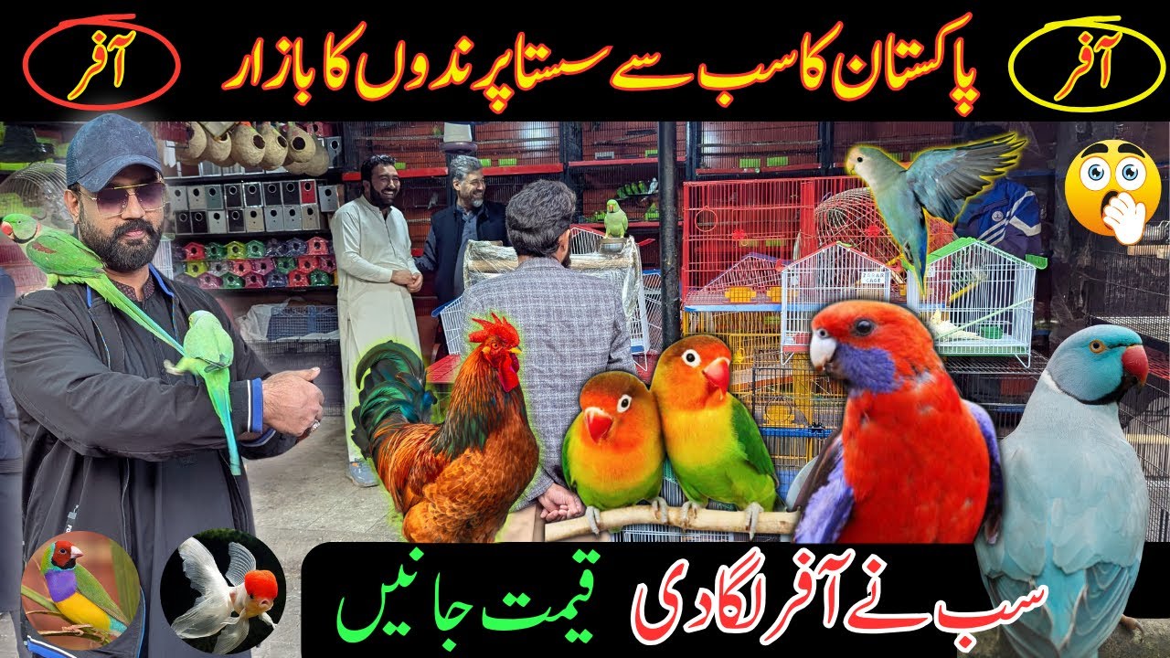 Offer Wale Birds Agaye | Pakistan bird market video | Parrots | Fishes | Hens | Cheap birds