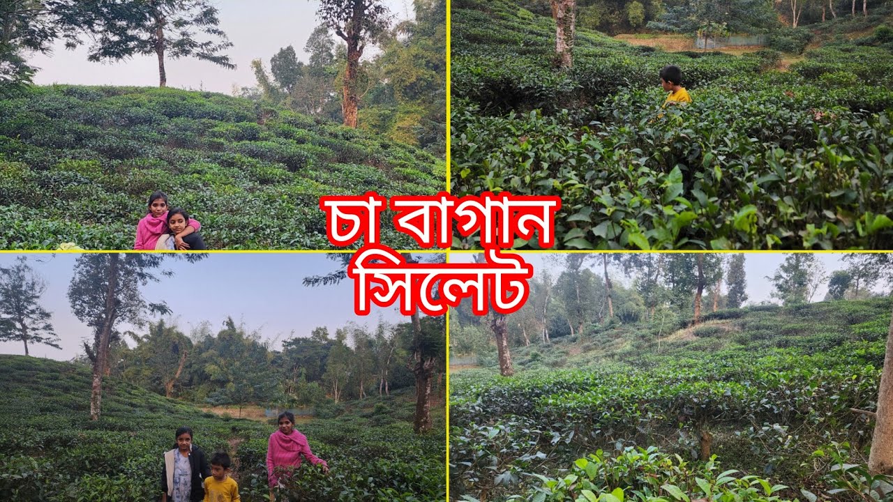 চা বাগান | চা বাগান দেখতে কেমন হয় ??? চা বাগানের ফুল ভিডিও | Tea Garden 