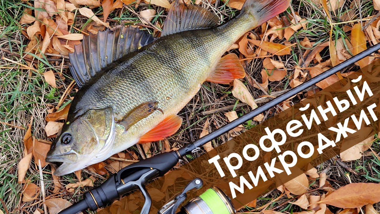 Нашел место с кучей рыбы! Рекордный окунь, щука на микроджиг осенью🔥 Shimano 21' Soare XR S76UL-T