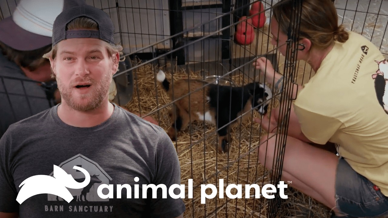 Cabra bebé rehabilitada llega al refugio | Refugio en el granero | Animal Planet Latinoamérica